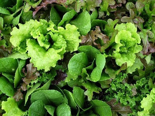 Mixed Leaf Salad 'Vreeken Mix'