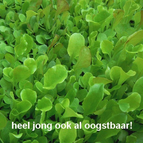 Mixed Leaf Salad 'Vreeken Mix'