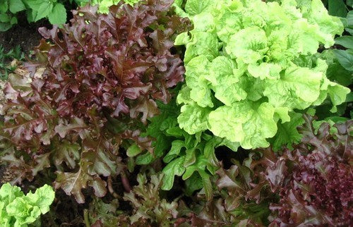 Mixed Leaf Salad 'Vreeken Mix'