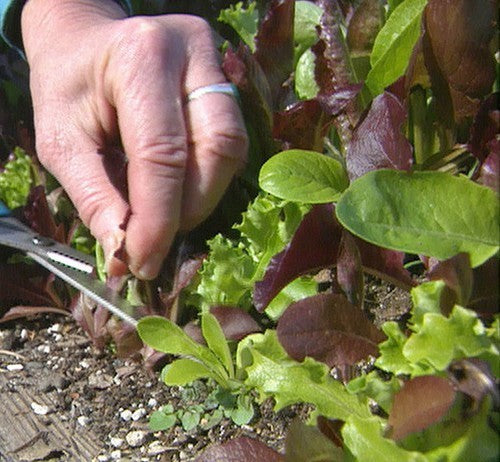 Gemengde Bladsalade 'Mixed Salad'