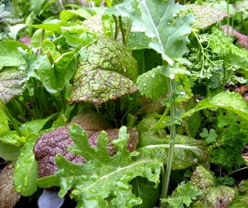Smaaksalades 'Misticanza' / 'Mesclun'