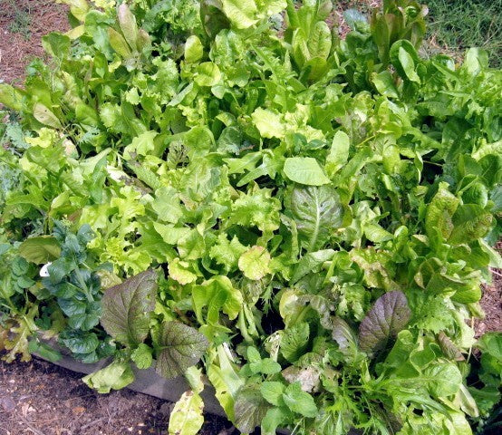 Smaaksalades 'Misticanza' / 'Mesclun'