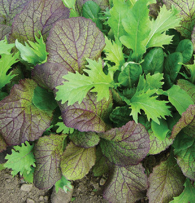 Pittige (Winter)salade 'saladini' / (Zgn. "Mosterdmix")