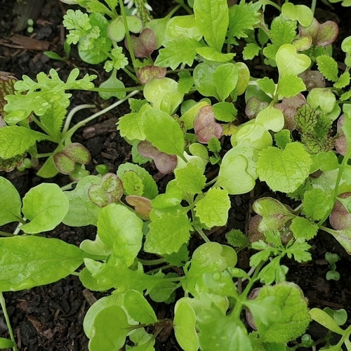Pittige (Winter)salade 'saladini' / (Zgn. "Mosterdmix")