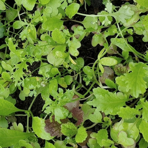 Pittige (Winter)salade 'saladini' / (Zgn. "Mosterdmix")