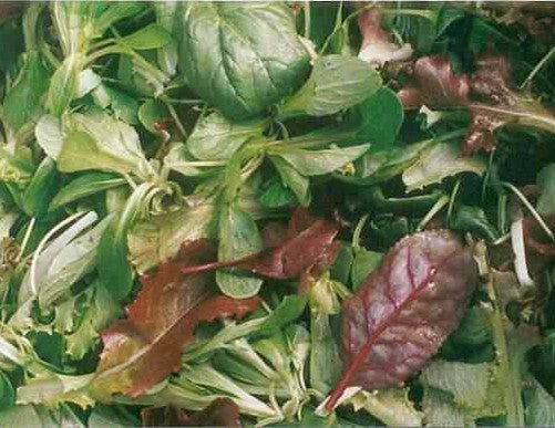 Pittige (Winter)salade 'saladini' / (Zgn. "Mosterdmix")