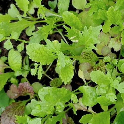 Pittige (Winter)salade 'saladini' / (Zgn. "Mosterdmix")