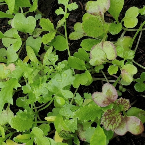 Pittige (Winter)salade 'saladini' / (Zgn. "Mosterdmix")