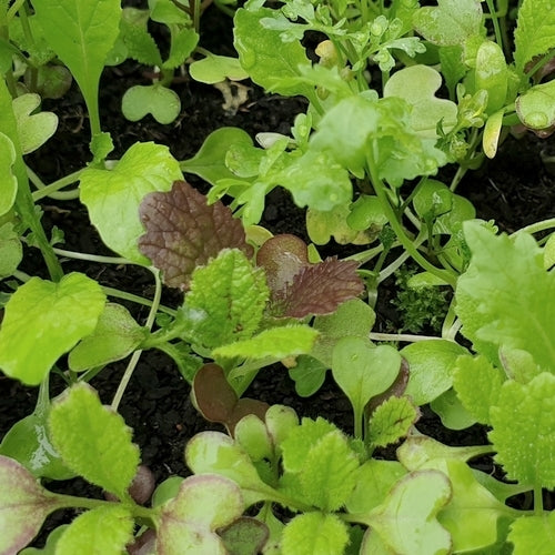 Pittige (Winter)salade 'saladini' / (Zgn. "Mosterdmix")