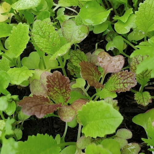 Pittige (Winter)salade 'saladini' / (Zgn. "Mosterdmix")
