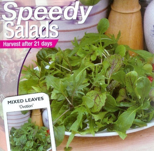 Gemengde Bladsalade 'Ovation'