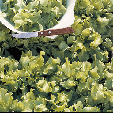 SnijSla 'Witte Dunsel' / 'Blonde Smooth Leaf'
