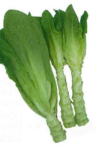 Stengelsla 'Celtuce'