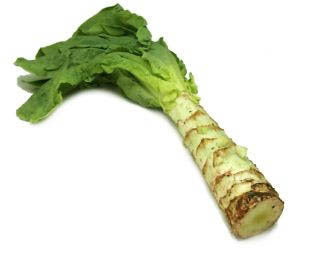 Stengelsla 'Celtuce'