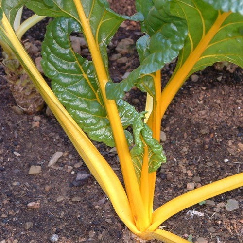 Snijbiet 'Bright Yellow' / 'Yellow Dorat'