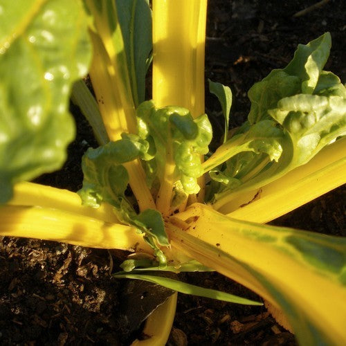 Snijbiet 'Bright Yellow' / 'Yellow Dorat'