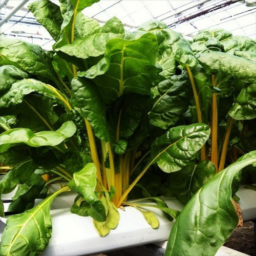 Snijbiet 'Bright Yellow' / 'Yellow Dorat'