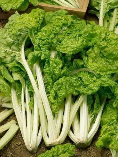 GoudGele Snijbiet 'Lucullus' / 'Lukullus'