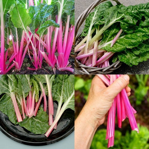 Swiss Chard 'PepperMint'