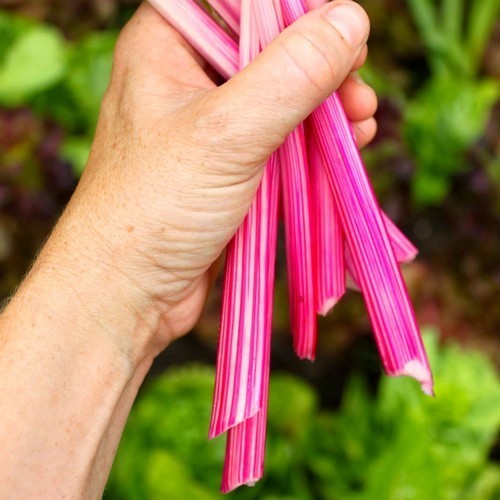 Swiss Chard 'PepperMint'