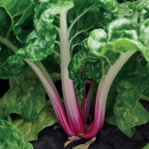 Swiss Chard 'PepperMint'