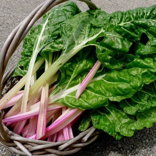 Swiss Chard 'PepperMint'