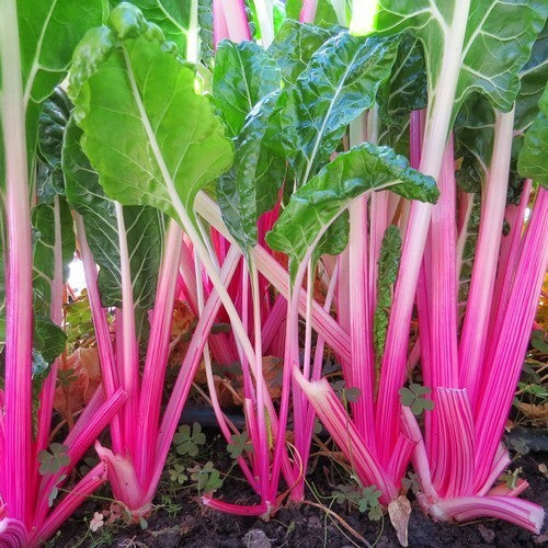 Swiss Chard 'PepperMint'