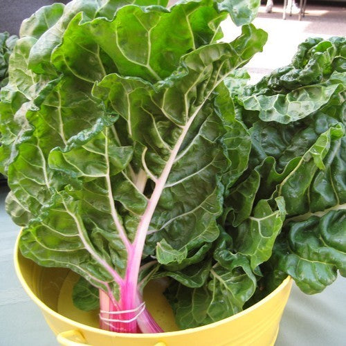 Swiss Chard 'PepperMint'