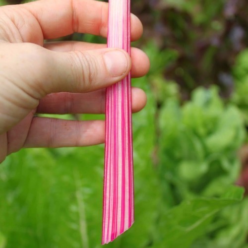 Swiss Chard 'PepperMint'