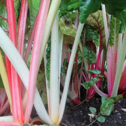 Swiss Chard 'PepperMint'