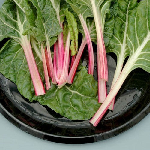 Swiss Chard 'PepperMint'