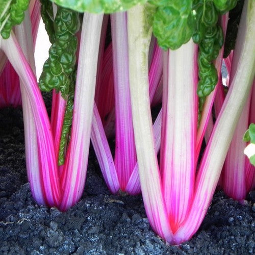 Swiss Chard 'PepperMint'