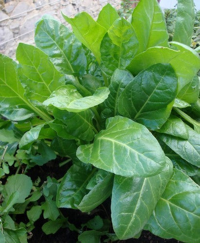 Snijbiet 'Perpetual Spinach'