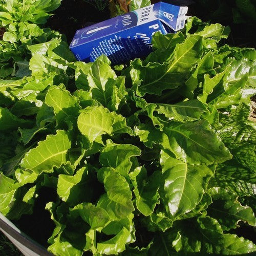 Snijbiet 'Perpetual Spinach'