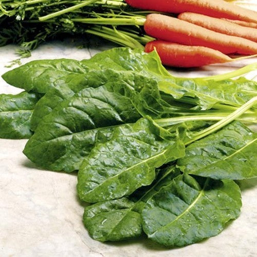 Snijbiet 'Perpetual Spinach'