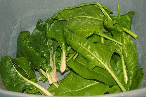 Snijbiet 'Perpetual Spinach'