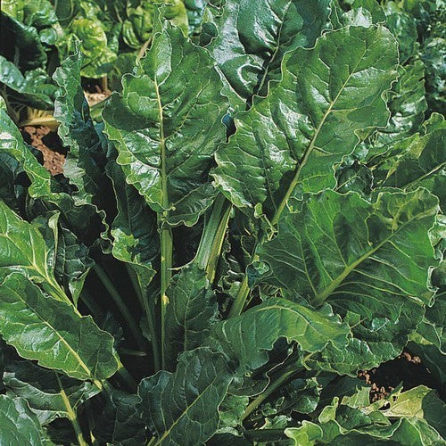 Snijbiet 'Perpetual Spinach'