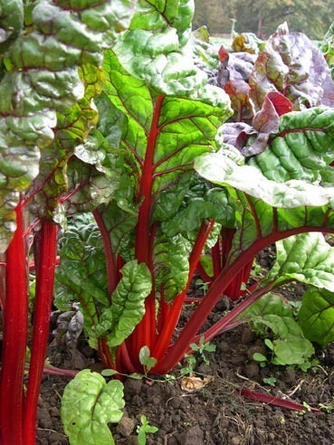 Rode Snijbiet 'Rhubarb Chard'