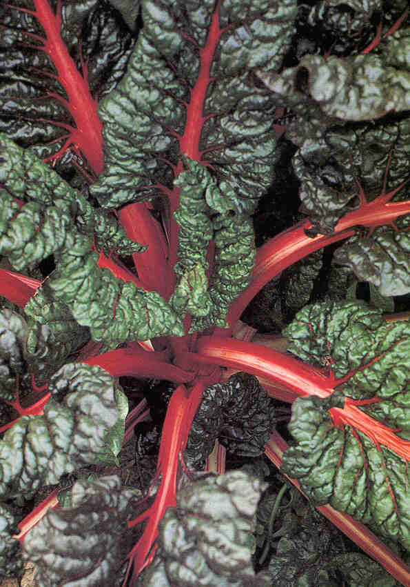 Rode Snijbiet 'Rhubarb Chard'