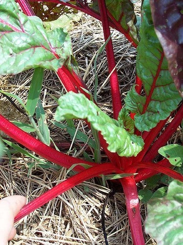 Rode Snijbiet 'Rhubarb Chard'