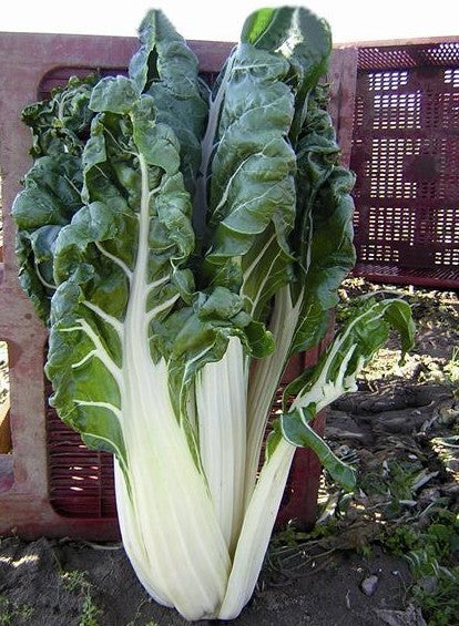 Snijbiet 'Virgo' / 'White Silver' / 'Fordhook Giant'