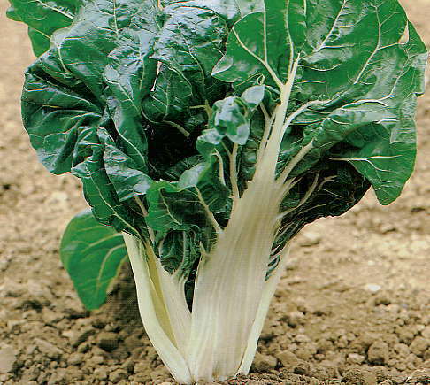 Snijbiet 'Virgo' / 'White Silver' / 'Fordhook Giant'