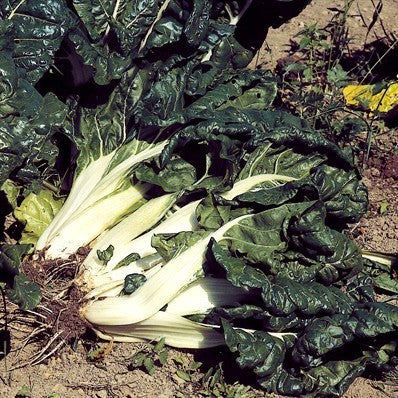 Snijbiet 'Virgo' / 'White Silver' / 'Fordhook Giant'