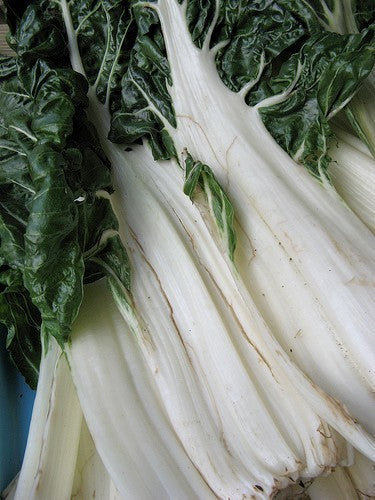 Snijbiet 'Virgo' / 'White Silver' / 'Verte À Carde Blanc'