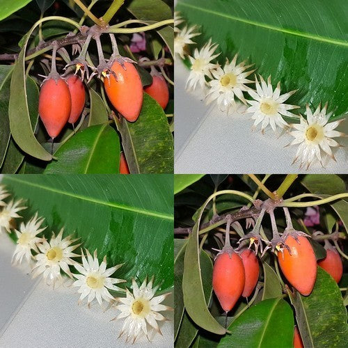 Spanish Cherry 'Bakul'