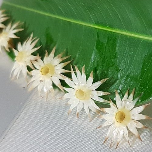 Spanish Cherry 'Bakul'