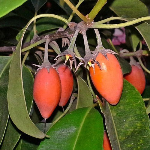 Spanish Cherry 'Bakul'