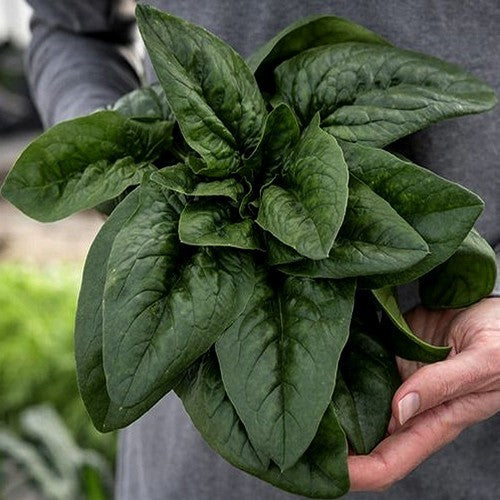 Wilde Spinazie 'Merlo Nero'
