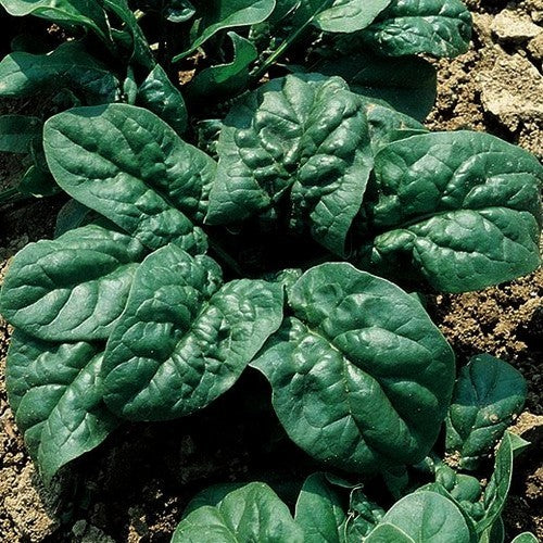 Wilde Spinazie 'Merlo Nero'