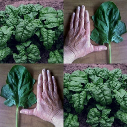 Wilde Spinazie 'Nobel Giant'